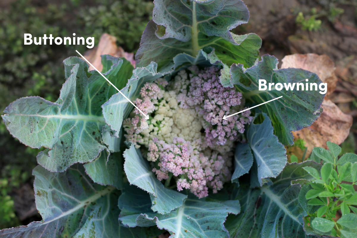 Troubleshooting Solving Issues with Cauliflower Heads The Seed